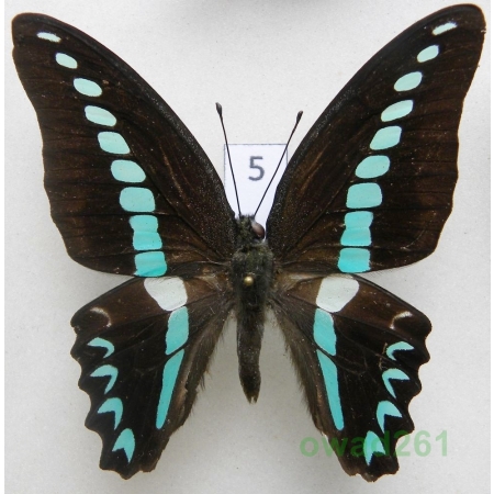 Graphium milon C & R Felder, 1864 Indonesia, Celebes 66mm5